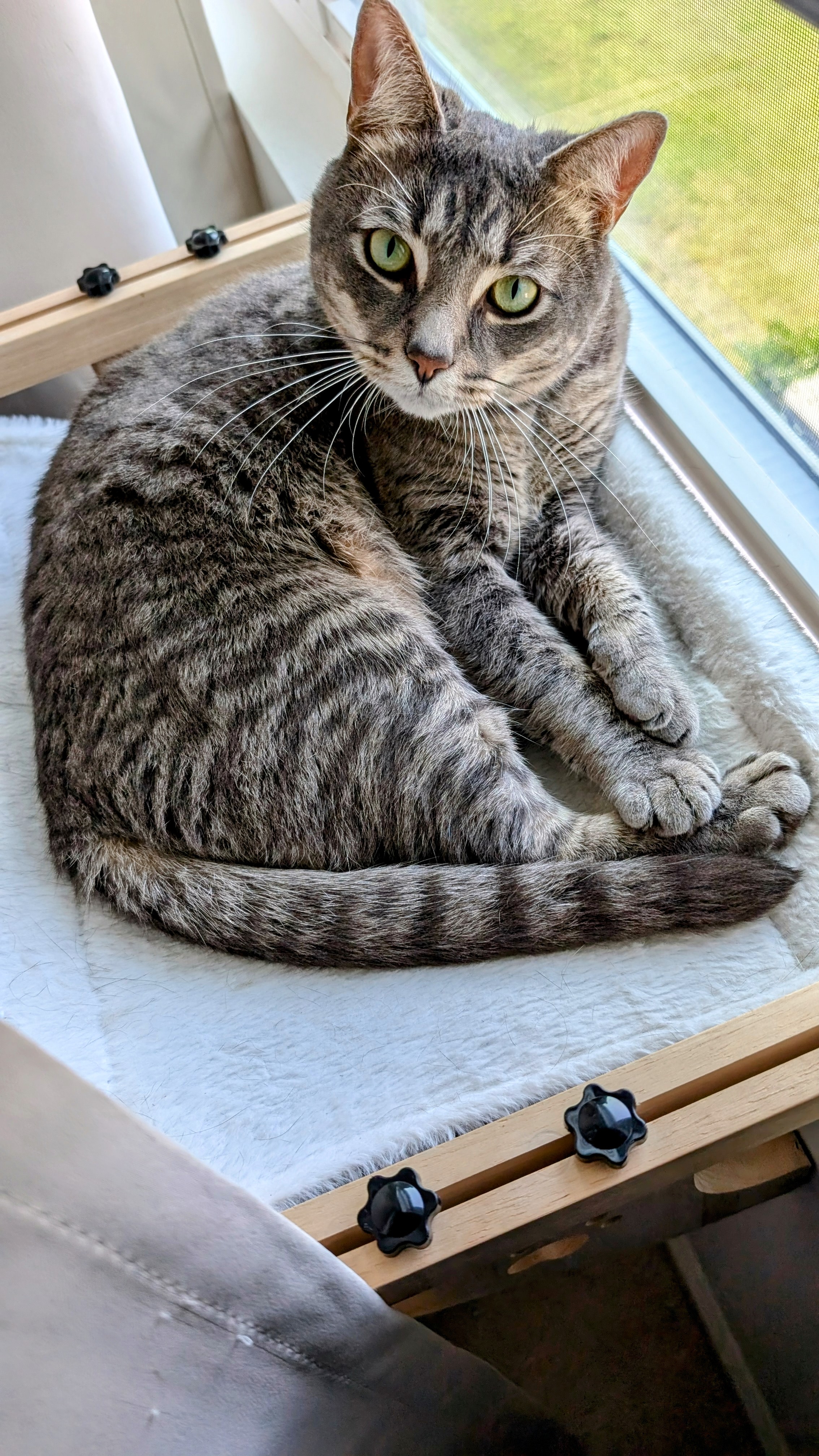 Gordon